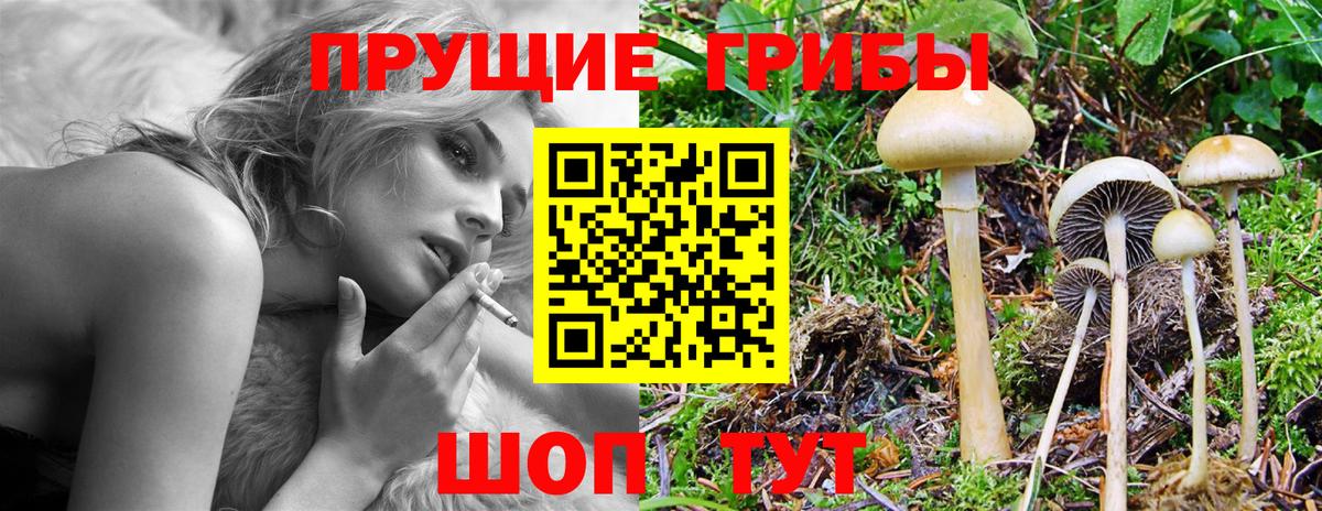 Галлюциногенные грибы Psilocybe Шали