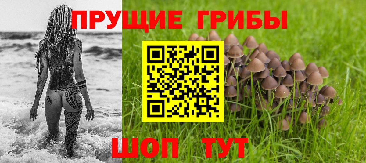 Псилоцибиновые грибы GOLDEN TEACHER  купить наркоту  Вход с VPN  Шали  Псилоцибиновые грибы MAGIC MUSHROOMS 